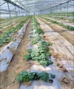 蔬菜種子種植戶客戶點評-三倍體絲瓜到底是斷頭好？還是不斷頭好？看看這位老板的做法……