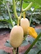 蔬菜種子種植戶客戶點評-瓜菜價格不好，太卷了！看一位種植大戶穩(wěn)穩(wěn)賺錢的經(jīng)驗…