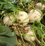 蔬菜種子種植戶客戶點評-我種植的這個品種，稱得上“白馬王子”，與大家分享！