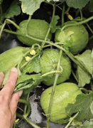 蔬菜種子種植戶客戶點評-瓜商喜歡、消費者喜歡，這個品種就好銷售！