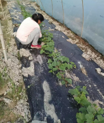 蔬菜種子種植戶客戶點評-我想要一個抗高溫又品質(zhì)優(yōu)良的甜瓜品種，終于找到了！